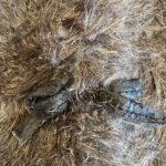 gilet fausse fourrure 2 3 ans