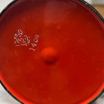 cafetière tôle émaillée rouge japy vintage